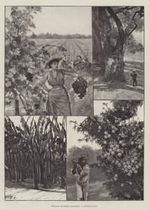 Sketches in Lower California, a Fruitful Land